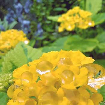 mimozaの雨粒シリーズの画像 by mimozaさん | 小さな庭とランタナと斑入りランタナと雨粒シリーズ☆と日曜ビタミンカラー♪とmimozaの雨粒シリーズとチームブルーNo.117と雨粒と斑入りフェチ