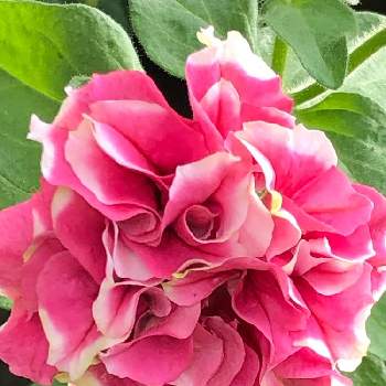 ひらひらの花ビラの一覧 Greensnap グリーンスナップ