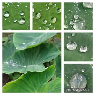 里芋,ちっちゃいものクラブ,東北人花の会,チーム魔女っ子,コラージュ仲間達の画像