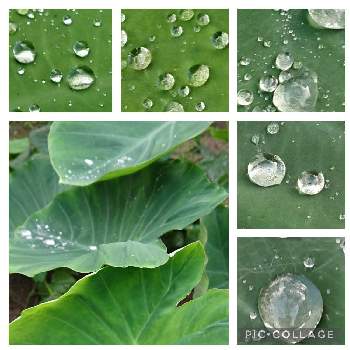 花のある暮らし,植物好きと繋がりたい,木瓜の実,自然が好き,おうち園芸の画像