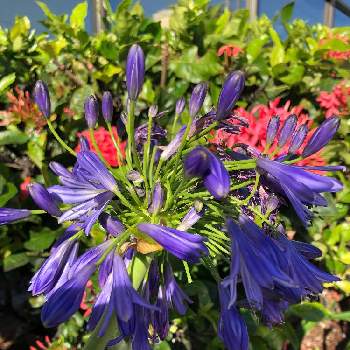 アガパンサスの投稿画像一覧 Greensnap グリーンスナップ アガパンサスの投稿画像一覧 Greensnap グリーンスナップ