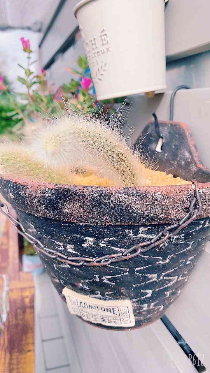 男前リメイク缶の投稿画像一覧｜🍀GreenSnap（グリーンスナップ）