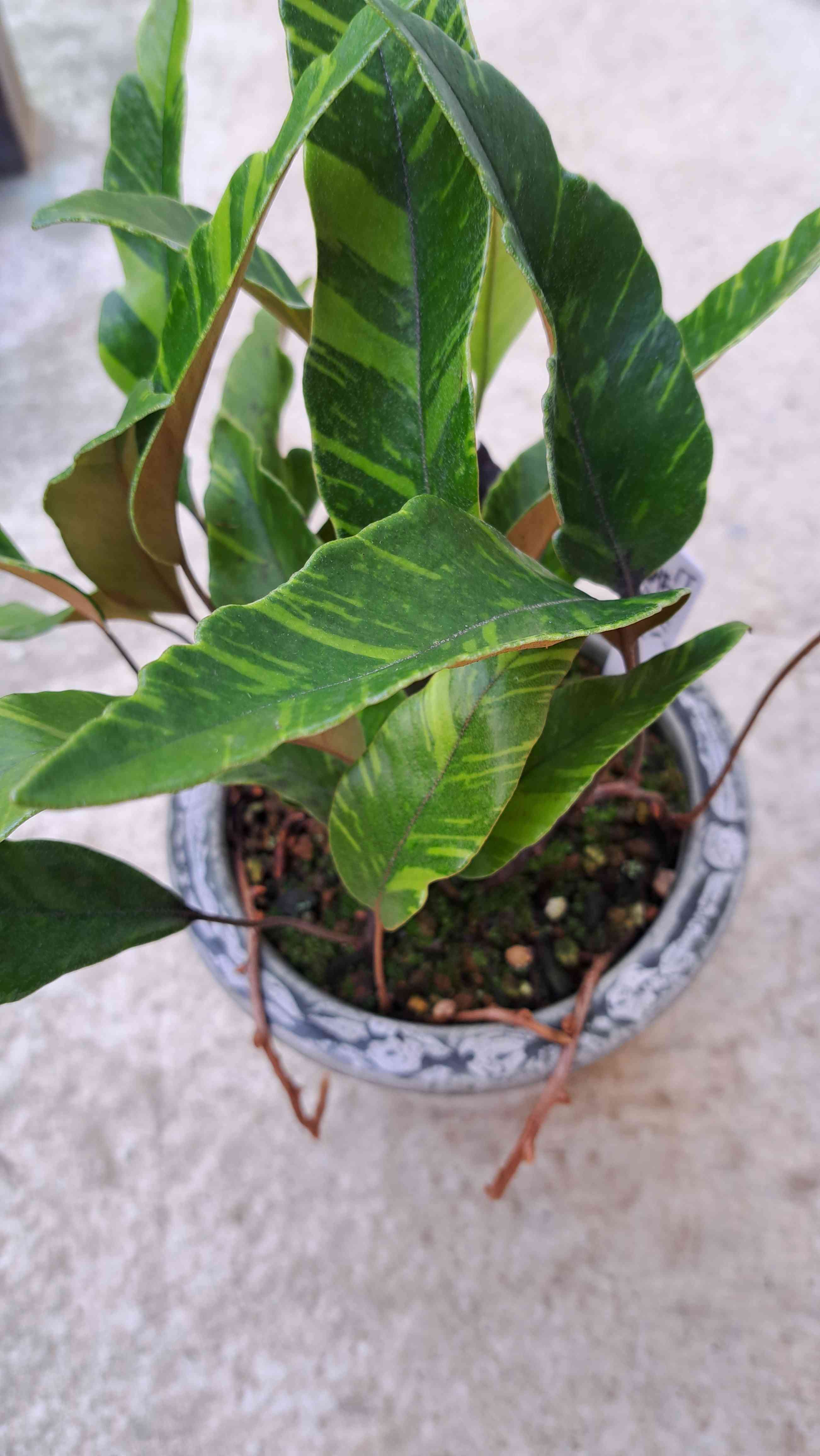 斑入りヒトツバの一覧｜🍀GreenSnap（グリーンスナップ）