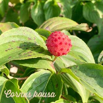 ミズキ科の投稿画像一覧 Greensnap グリーンスナップ