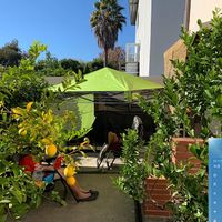 レモン,カリフォルニア,サンフランシスコ,レモンの木,バックヤード 裏庭の画像