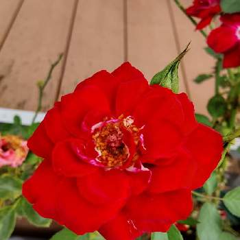 赤い薔薇♡の画像 by Chieko☆さん | 可愛い花とバラのある暮らしと大好きと綺麗と綺麗な色♡と赤い薔薇♡と可愛い♡