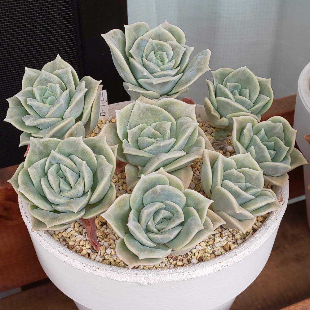 ❀193 ラブリーローズの生長記録 Vol.2 2022.09.04更新｜🍀GreenSnap