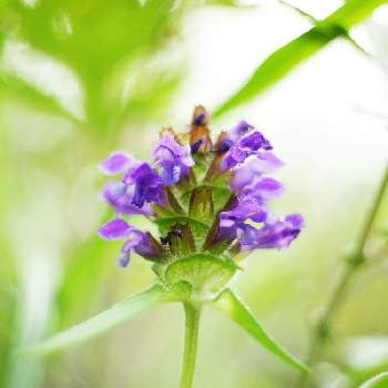 ウツボグサの画像 by XLCRさん | お出かけ先とウツボグサと山野草と紫色の花とグリーンアクセサリー♪と花を撮る暮らし