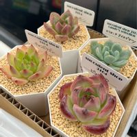 E.シャンペーン,スリョン×アイスグリーン,ピュローラ,チャンドラゴン,多肉植物の画像