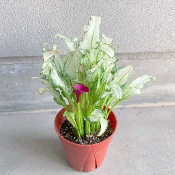 ワインレッドの花の投稿画像一覧 Greensnap グリーンスナップ ワインレッドの花の投稿画像一覧 Greensnap グリーンスナップ