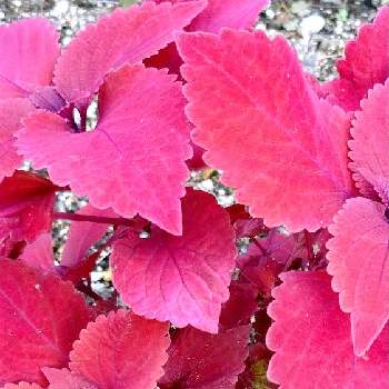 コリウス レッドヘッドの一覧 Greensnap グリーンスナップ