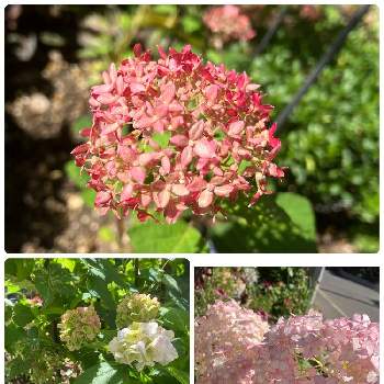 ピンクのアナベルの投稿画像一覧 Greensnap グリーンスナップ