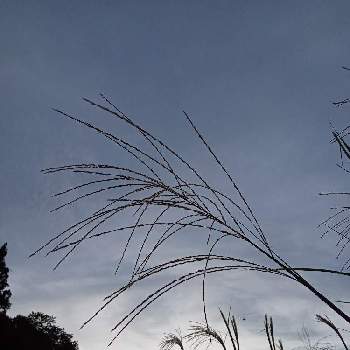 すすき ススキ の投稿画像一覧 Greensnap グリーンスナップ