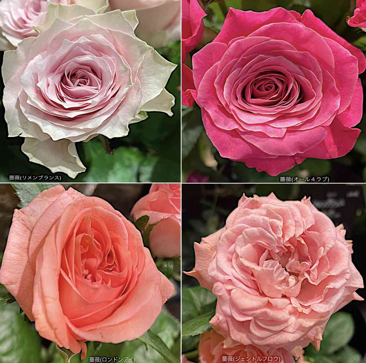 お出かけ先の投稿画像 by カタバミさん｜薔薇(リメンブランス)と薔薇