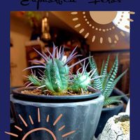 ユーフォルビア フェロックス,ユーフォルビア・勇猛閣,多肉植物,ユーフォルビア,多肉初心者の画像