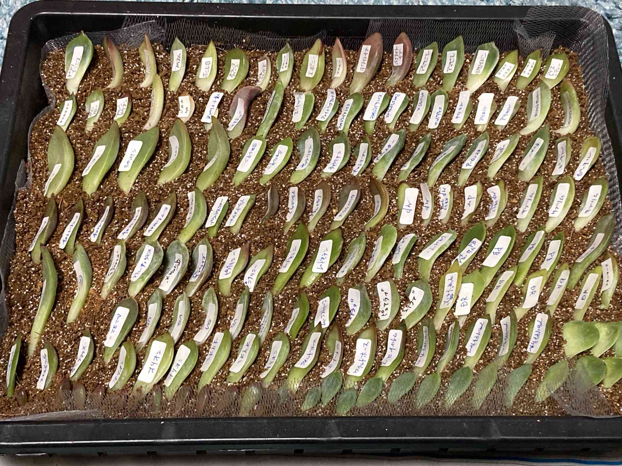 ② カプチーノ 葉挿し 写真のもの全て 抜き苗 ② カプチーノ 葉挿し