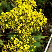 オミナエシ,お出かけ先の画像