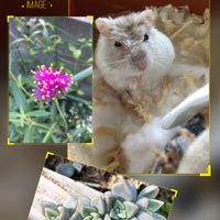 グラプトペタルム.,多肉植物,花のある暮らし,ハムスター,癒し…♡の画像