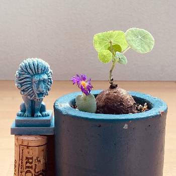 ステファニア エレクタの投稿画像一覧 Greensnap グリーンスナップ