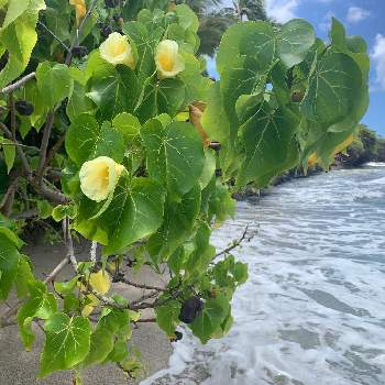 ハワイアン スタイルの画像 by ohanamakihawaiiさん | お出かけ先とハワイアン スタイルとハワイの植物と自然の美とハワイと花のある暮らしと花が好きと菩提樹  シナノキ科