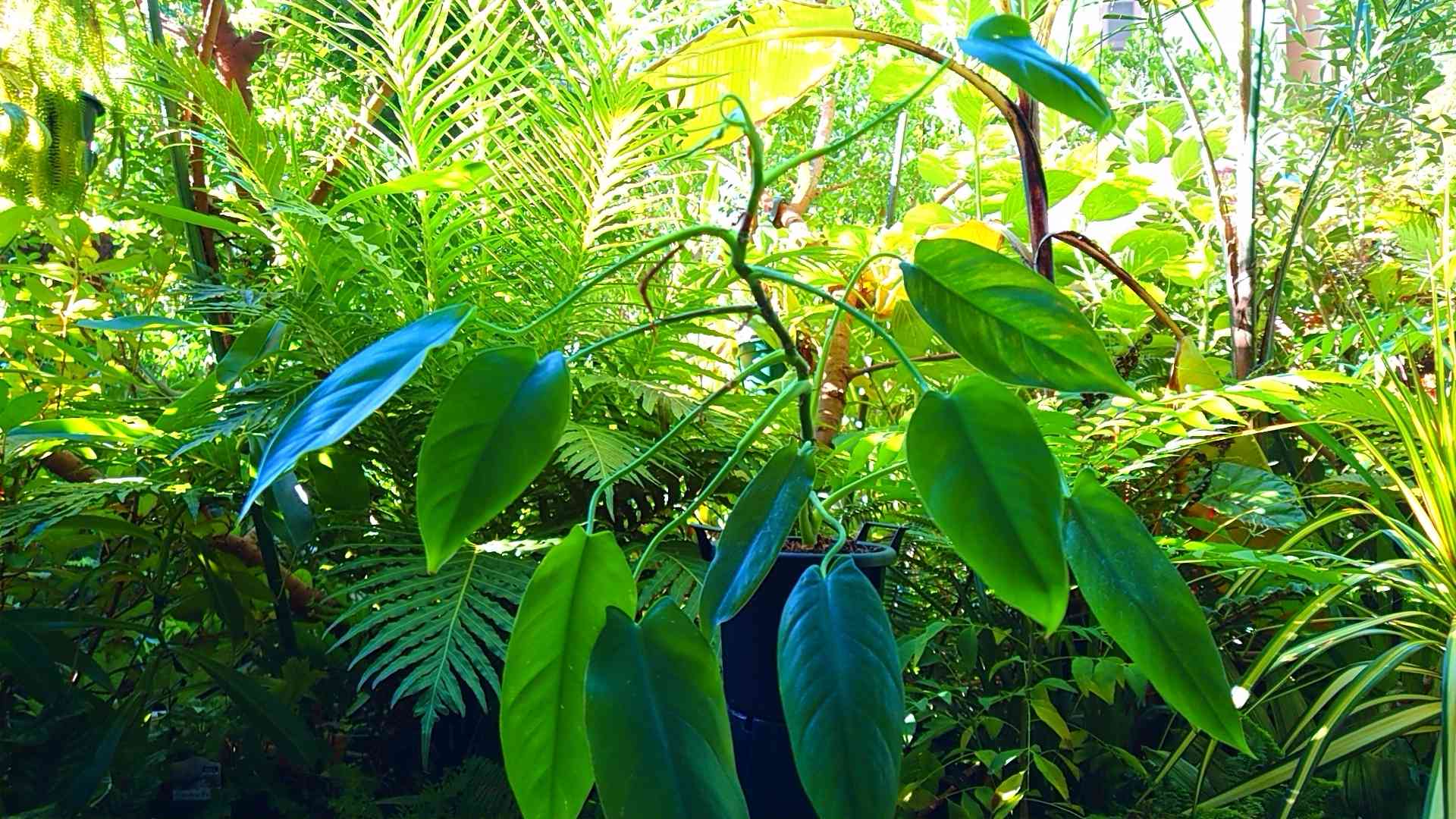 超希少❗️フィロデンドロン　シャロニアエ✨ フィロデンドロン シャロニアエ | GREEN LUCK