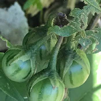 ワルナスビの実の投稿画像一覧 Greensnap グリーンスナップ