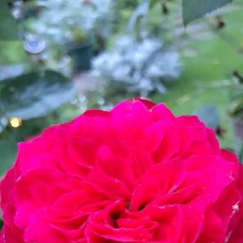 赤い薔薇♡の画像 by Chieko☆さん | 可愛い花と大好きと綺麗と私の庭と綺麗な色♡とレッドレオナルド・ダ・ビンチ薔薇と赤い薔薇♡と可愛い♡