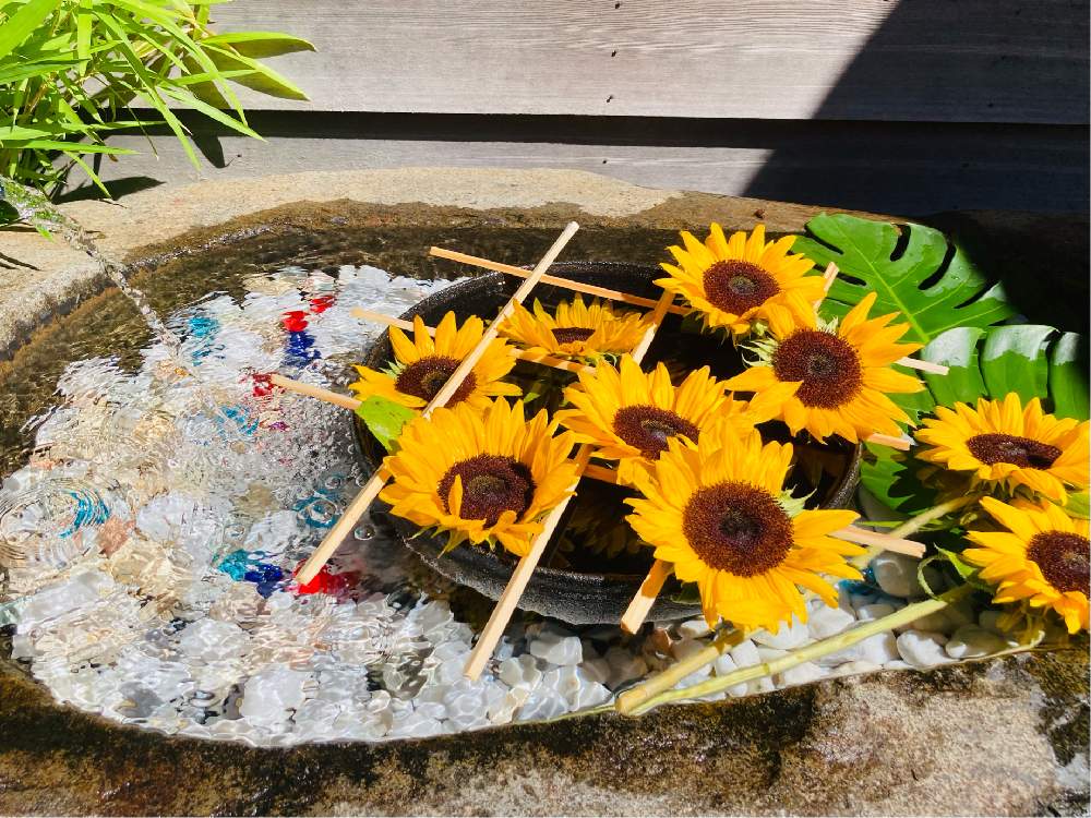 クマノミ 肥沃な 調査 琴似 花屋 熱望する 電気 旅