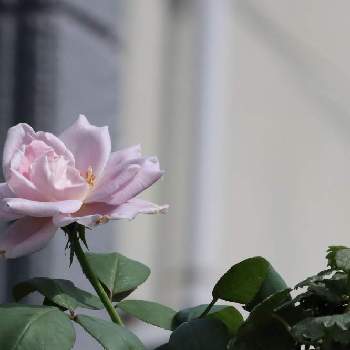 バラ ブルームーンの投稿画像一覧 Greensnap グリーンスナップ