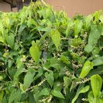 自然薯の花の一覧 Greensnap グリーンスナップ