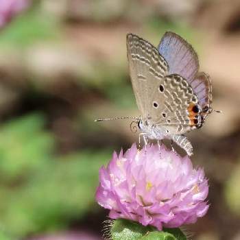 花と虫との投稿画像一覧 Greensnap グリーンスナップ 花と虫との投稿画像一覧 Greensnap グリーンスナップ