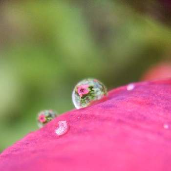 mimozaの雨粒シリーズの画像 by mimozaさん | 小さな庭とニチニチソウと雨粒と真っ赤な火曜日と雨粒シリーズ☆とmimozaの雨粒シリーズ