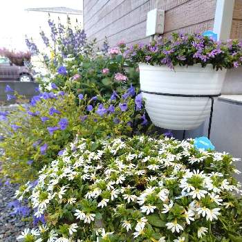 サンク エールの投稿画像一覧 Greensnap グリーンスナップ