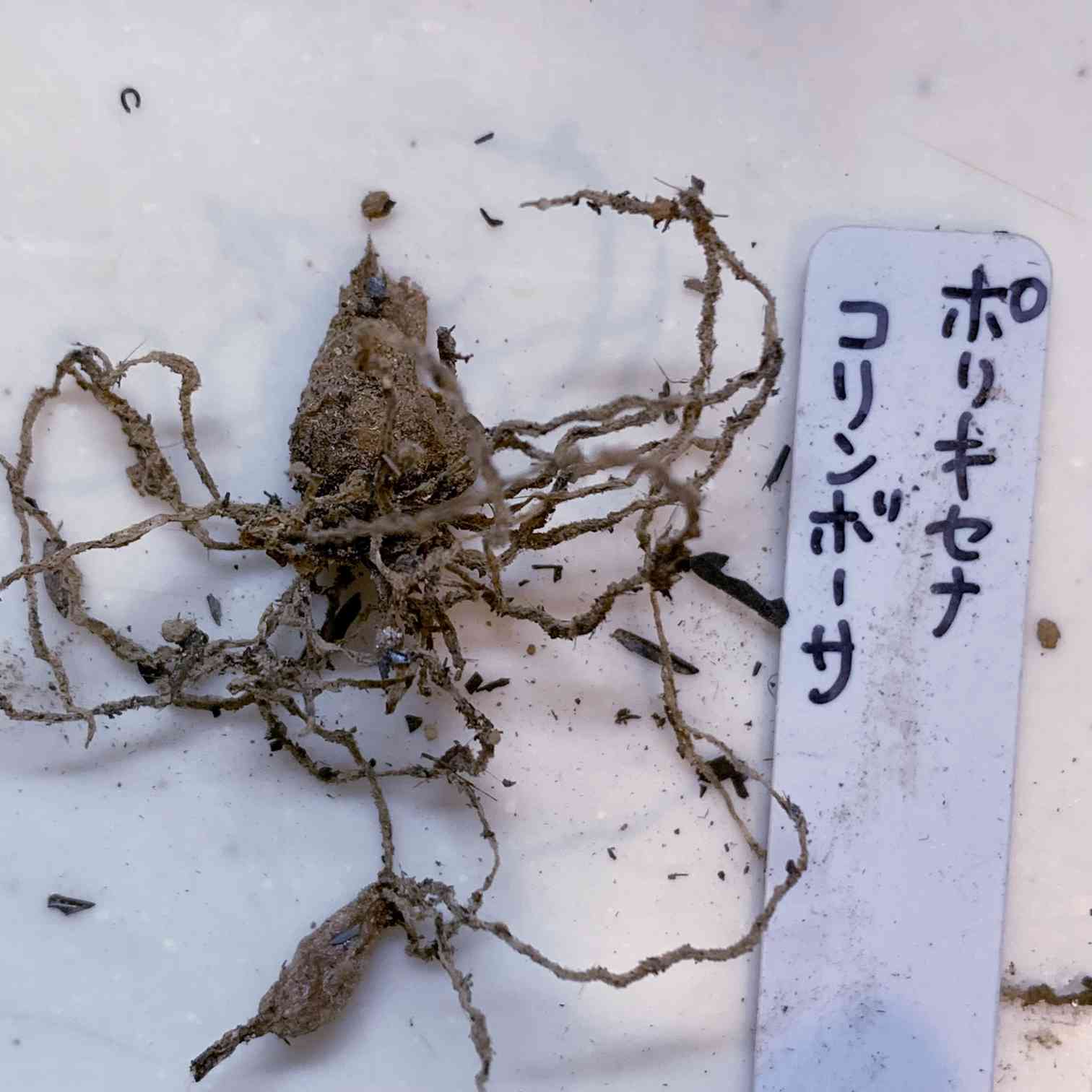 植え替えの投稿画像 by こりん♪さん|秋の気配と成長記録と球根植物とCorin'sコリン♪とコリンボーサとポリキセナ属とポリキセナ コリン