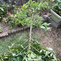 皇帝ダリアの育て方 球根や苗の植え付け時期 発芽のコツは Greensnap グリーンスナップ