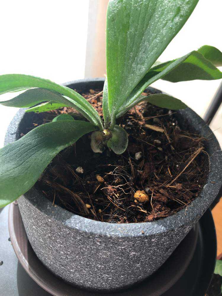 ビカクシダ成長まとめ｜🍀GreenSnap（グリーンスナップ）