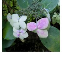 山あじさい,花散歩,札幌・滝野すずらん丘陵公園の画像