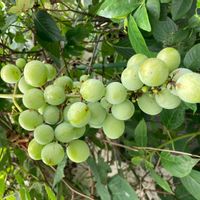ブドウ,花壇,果物,ガーデニング,つる性植物の画像