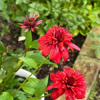 エキナセア❁の画像 by マルチルさん | 小さな庭と真っ赤な火曜日と花のある暮らしとエキナセア❁とエキナセアエキセントリックと北国のガーデニングと庭の宿根草