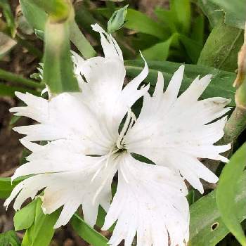 ナデシコ科の投稿画像一覧 Greensnap グリーンスナップ