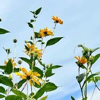 菊芋 キクイモ の育て方 収穫時期や栽培の注意点は 植えっぱなしで大丈夫 Greensnap グリーンスナップ