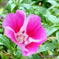 ゴデチアの育て方 種まき時期はいつ 花言葉に込められた意味とは Greensnap グリーンスナップ ゴデチアの育て方 種まき時期はいつ 花言葉に込められた意味とは Greensnap グリーンスナップ