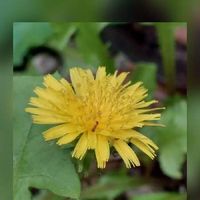 タンポポ,たんぽぽ,山野草,黄色の花,たんぽぽの花の画像