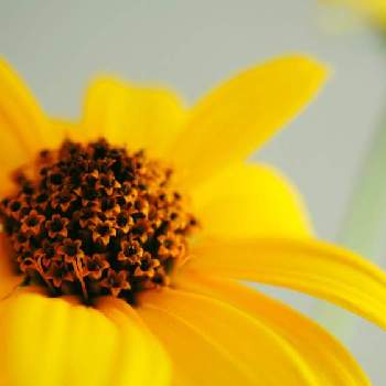 ルドベキア*の画像 by ポコさん | 小さな庭と黄色い花と花のある暮らしとルドベキア*