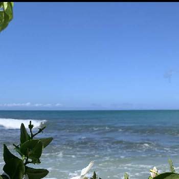 ハワイアン スタイルの画像 by ohanamakihawaiiさん | お出かけ先とジャスミンマツバボタンとハワイアン スタイルと自然の美とハワイと花のある暮らしと花が好きと夏色のお花達とハワイの植物とカリッサ(オオバナカリッサ)