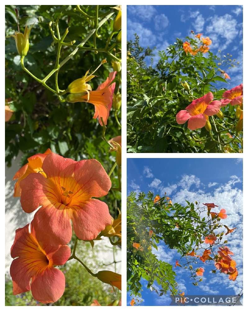ノウゼンカズラの投稿画像 By Berryさん オレンジ色の花とご近所さんとオレンジ色の花とご近所さん 22月9月7日 Greensnap グリーンスナップ Greensnap グリーンスナップ