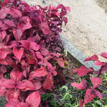 コリウス レッドヘッドの一覧 Greensnap グリーンスナップ