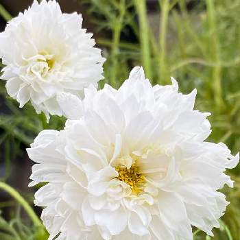 ご近所さんのお花の画像 by Bookmarkさん | コスモスと毎日お花に癒されると富山支部とご近所さんのお花と白い水曜日♡と可愛いに癒されると白い花