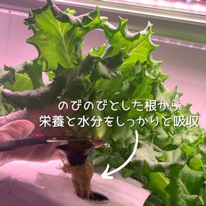 水耕栽培,野菜 水耕栽培,健康野菜,水耕栽培始めました,無農薬野菜の画像