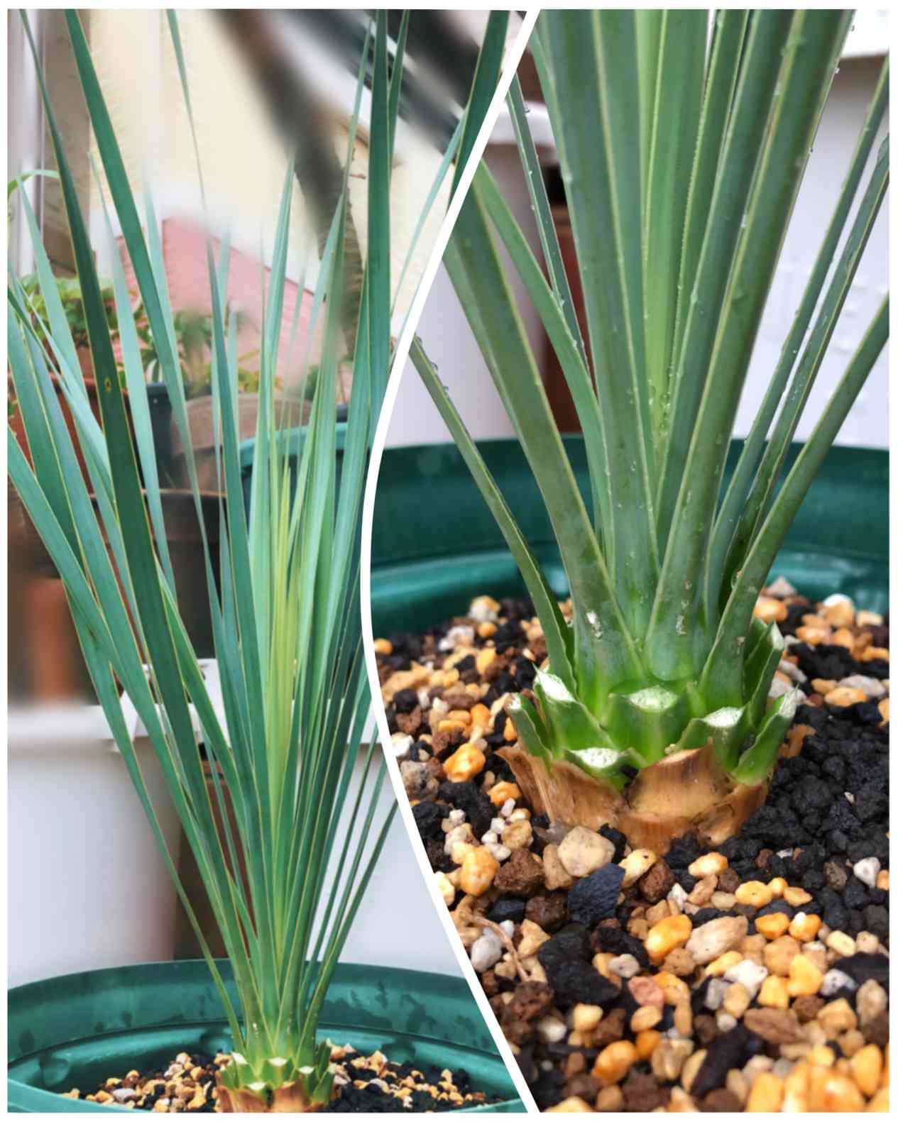 ユッカ｜🍀GreenSnap（グリーンスナップ）